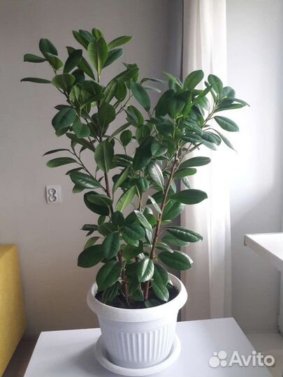 Фикус мокламе