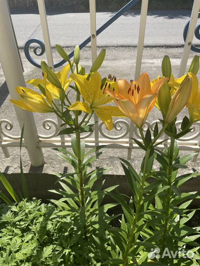 Цветы лилии