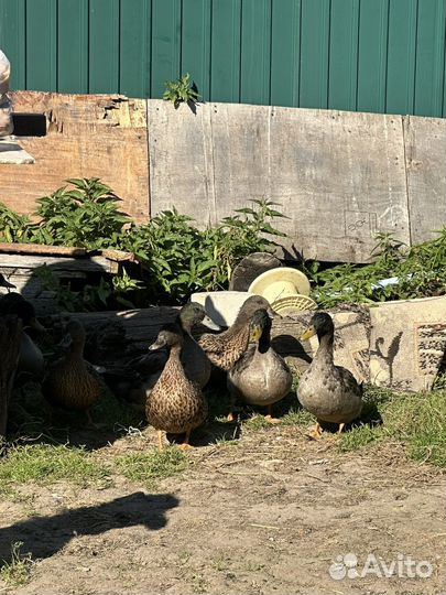 Дикие утки чубарые