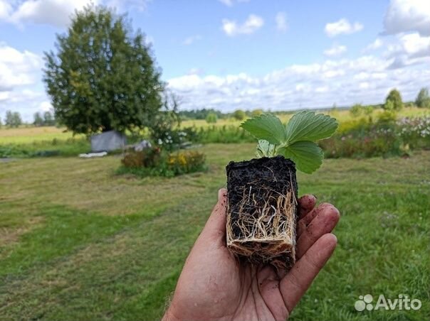 Рассада клубники Альбион с ягодной фермы