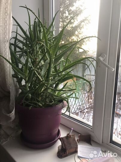 Цветок алое