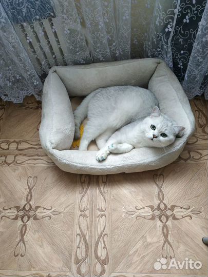 Вязка с британским котом серебристая шиншилла