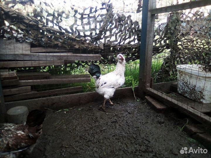 Молодые петушки