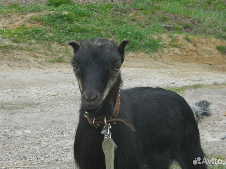 Козел Ламанча