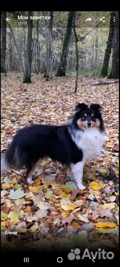 Вязка Шелти