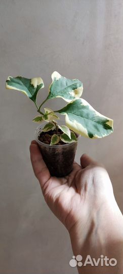 Бугенвиллия Lila Variegata