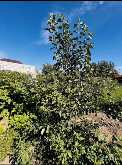 Участок 6,3 сот. (ИЖС)