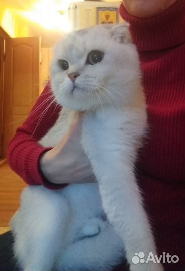 Кот для вязки шотландец вислоухий