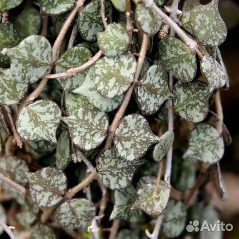 Хойя Hoya curtisii - самая маленькая