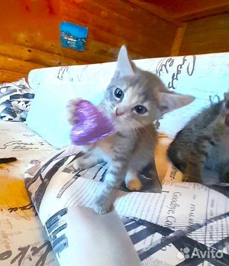 Три котёнка 2,5 мес