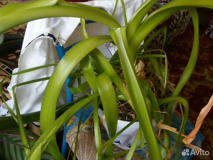 Цветок лекарственный 