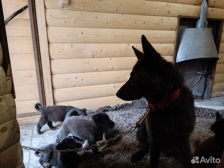 Щенки немецкой овчарки