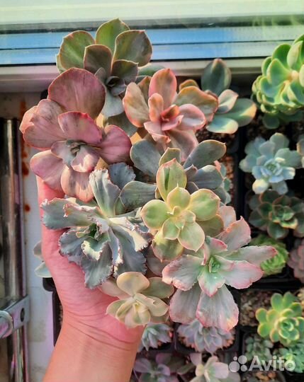 Редкие суккуленты часть 2