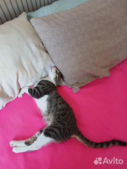 Ласковый котенок ищет дом