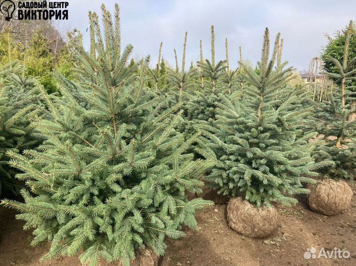 Голубая ель «Глаука Кейбаб» Экстра 150, 180 см