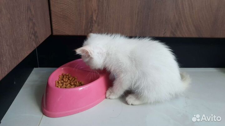 Котенок мальчик