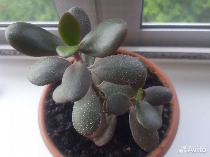 Комнатные цветы