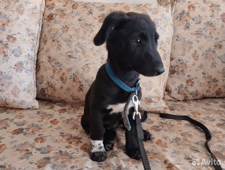 Щенок в добрые руки