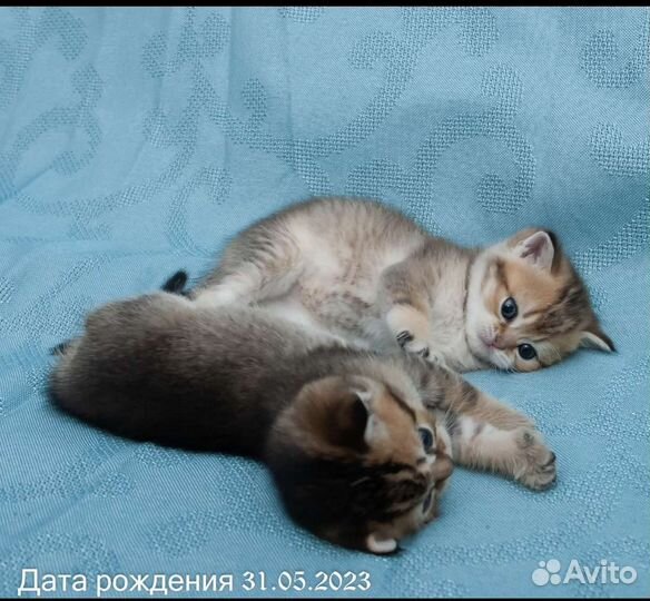 Шотландские котята