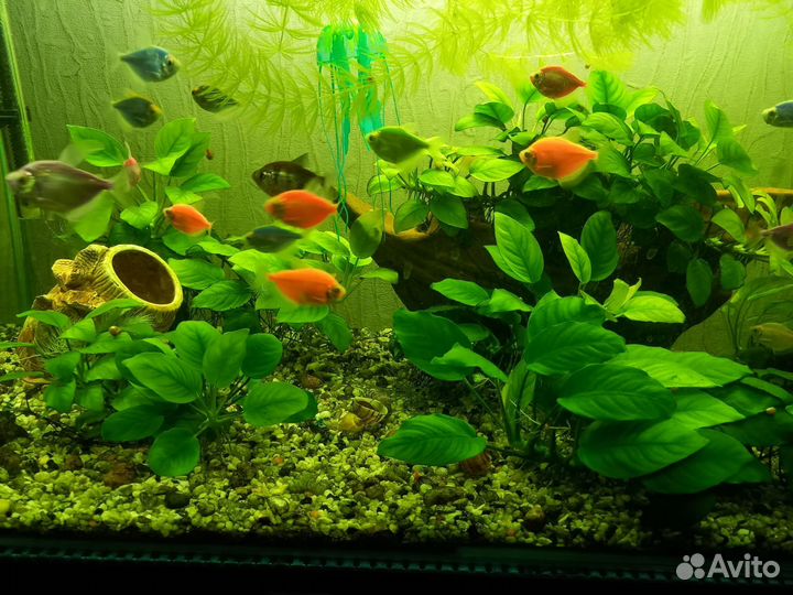 Аквариумные растения