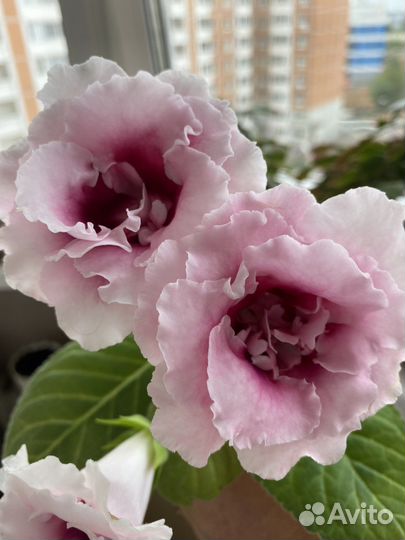 Глоксиния махровая