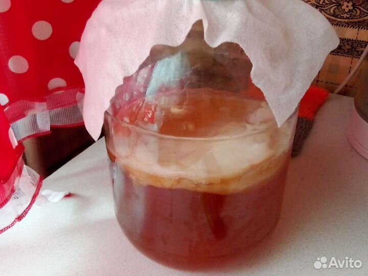 Чайный гриб, бесплатно