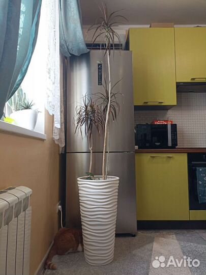 Пальма драцена