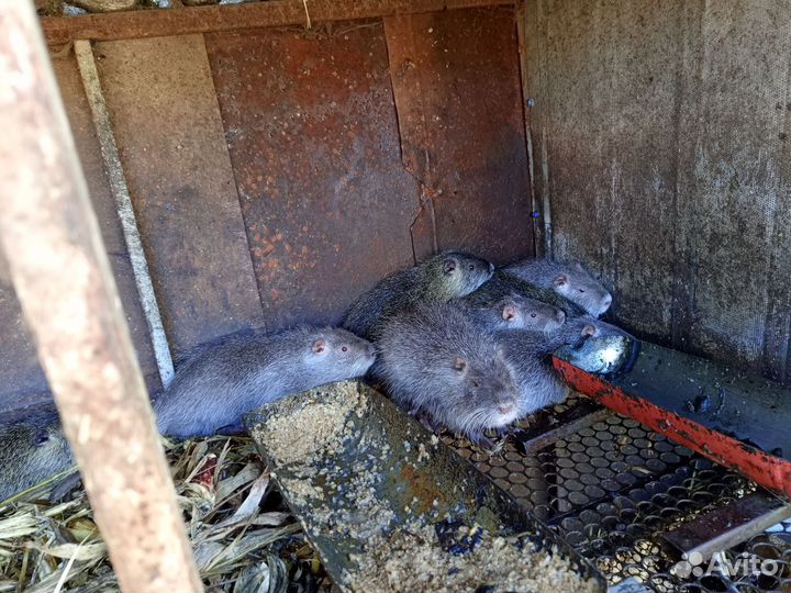 Нутрии на племя