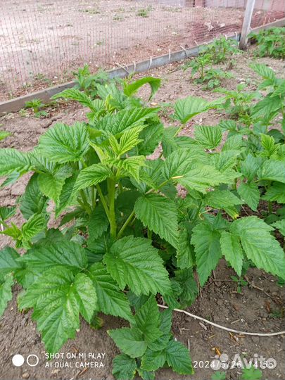 Саженцы малины