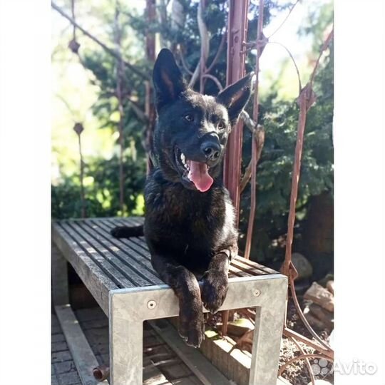 Собака отдам метис овчарки