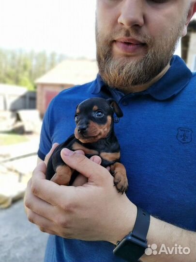Цвергпинчер