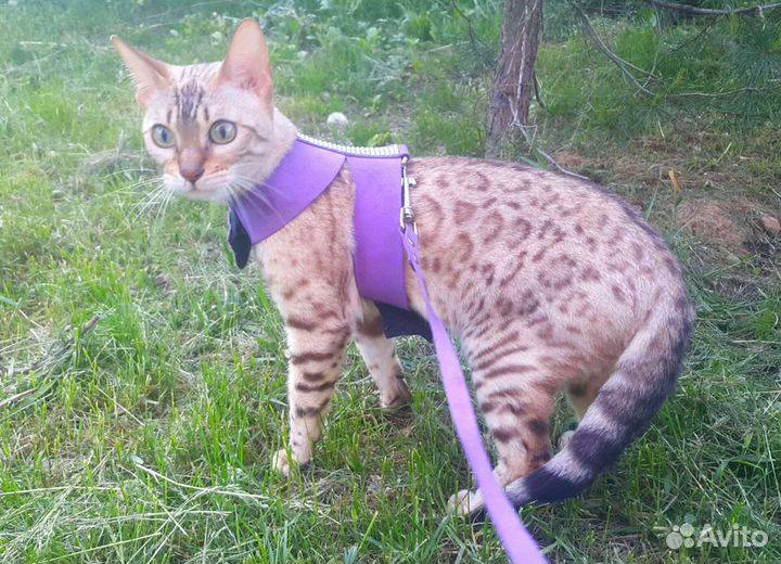 Бенгальская кошечка, бенгальские котята