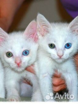 Разноглазые котята