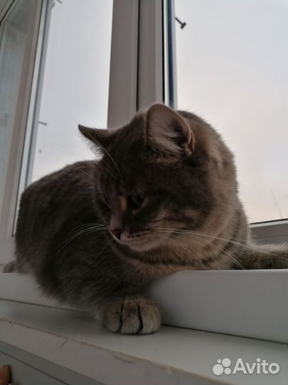 Шотландская