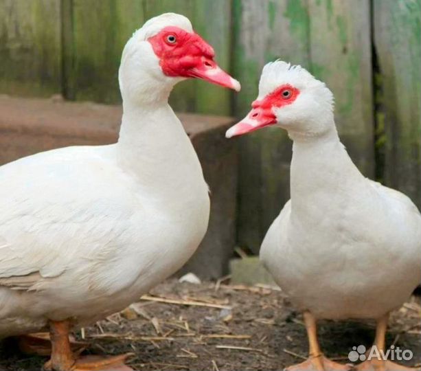 Куры несушки, Петух. Индоутки