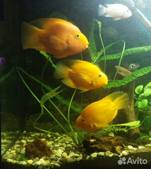 Аквариумные рыбки