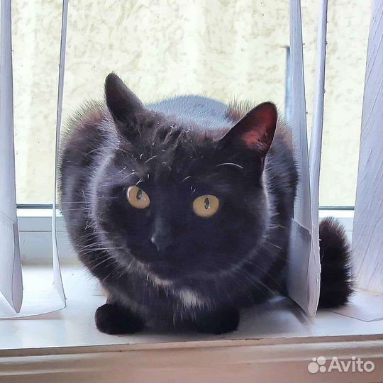 Кошачьи усы вибриссы 10 штук