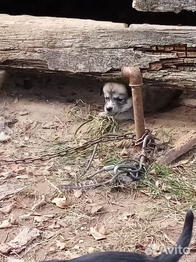 Щенки Хаски