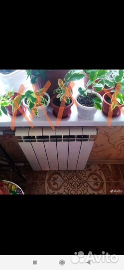 Кроссандры,фикус Бенжамина,дифенбахия