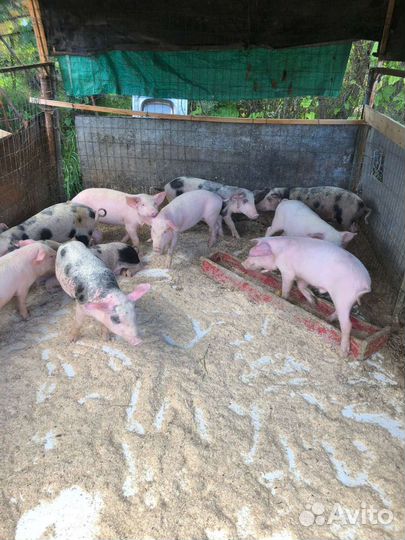Поросята