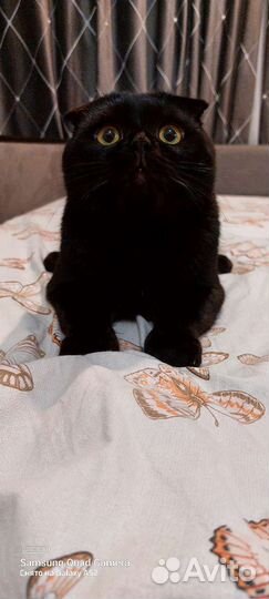 Британский кот вязка