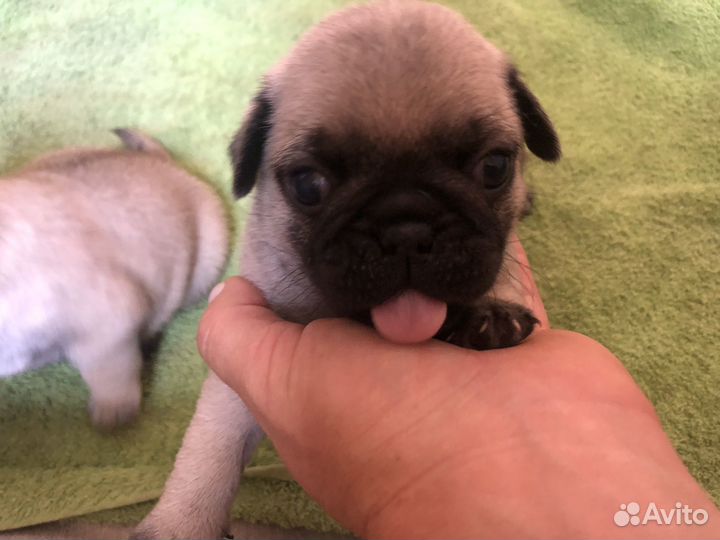 Щенки мопса