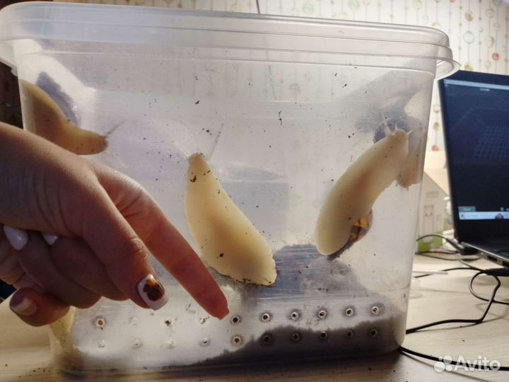 Улитка ахатина альбино