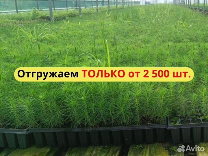 Сеянцы ели окс