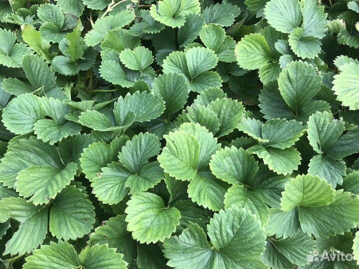 Рассада клубники