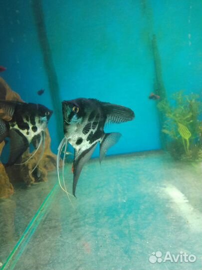 Скалярии пиной