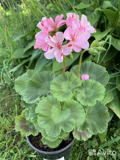 Пеларгония герань зональная