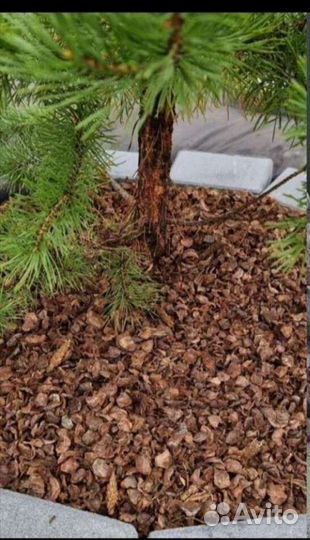 Тунга, кедровый отлет