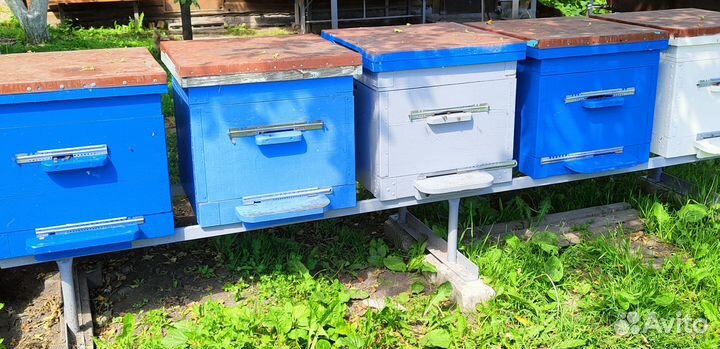 Пчелиные семьи