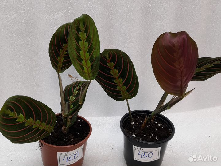Маранта триколор. Аглонемы кутласс. вайт ланс